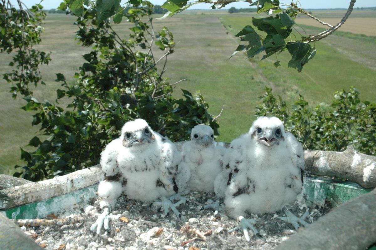 Saker Falcon chicks in artificial nest (Photo: János Bagyura)