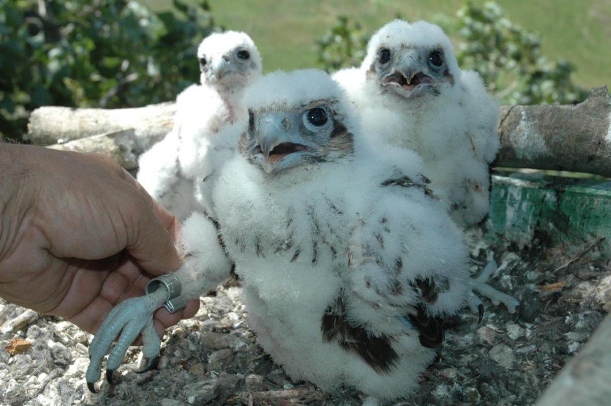 Ringing of Saker chicks (Photo: János Bagyura)