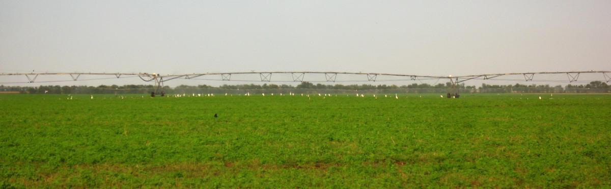 Lots of birds perching on the sprinkler irrigation systems (Photo: Attila Nagy)