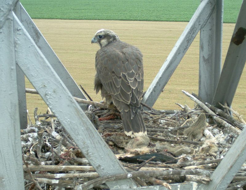 The bigger chick before fledging