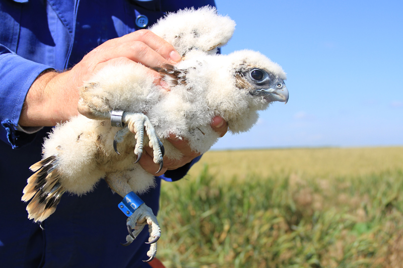 The bigger chick, the first Romania Saker Falcon with colour rings (Photo: Luca Dehelean)