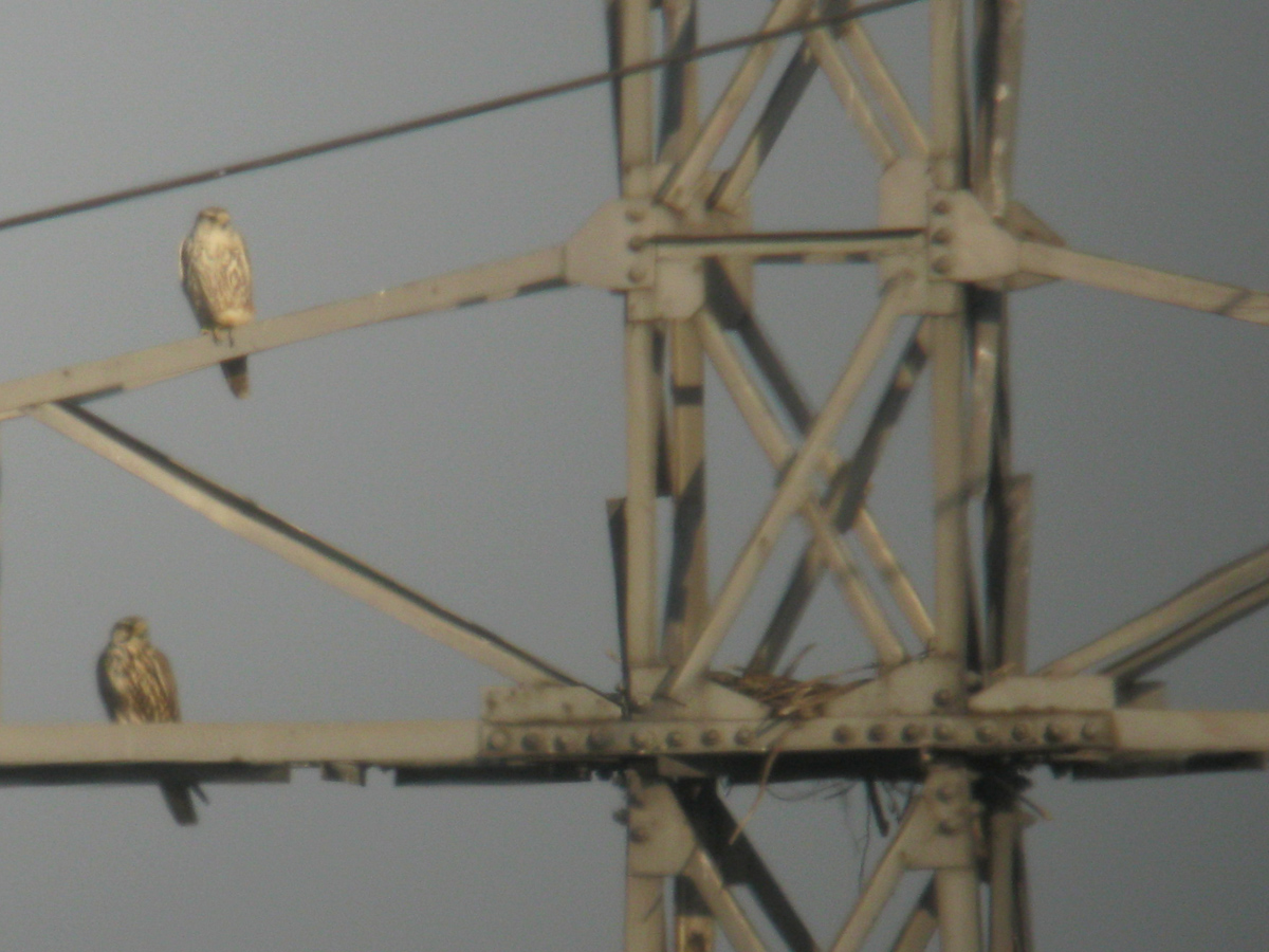 Saker falcon pair in the Banat region – Photo: Luca Andrei Dehelean