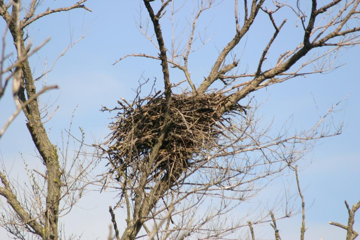 Thea's nest - Photo: Yuri Milobog