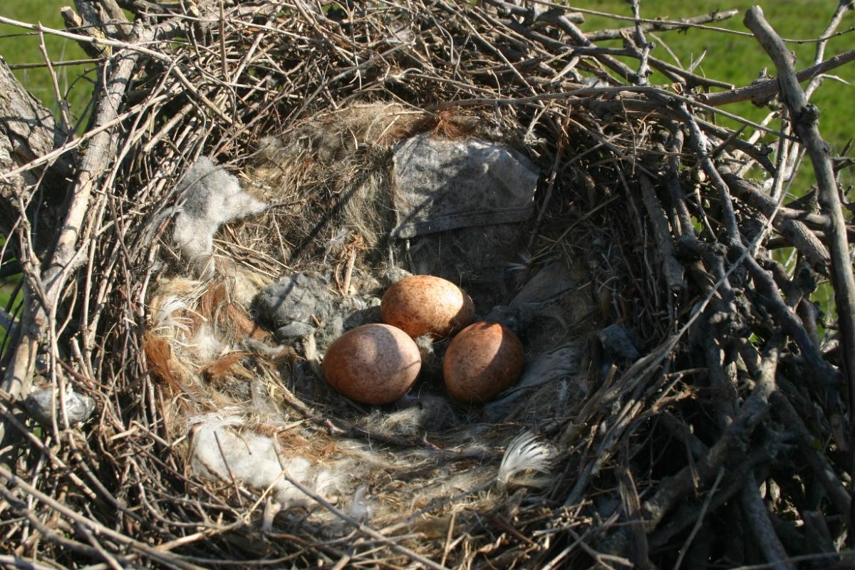Гнездото на Теа с яйца, снимка: Юрий Милобог