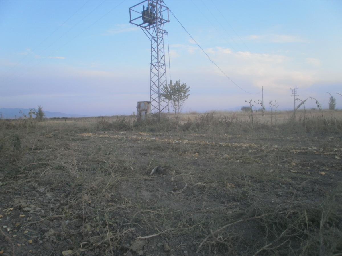 Sokol rároh usmrtený elektrickým prúdom v Turecku - September 2011 (Photo: Musa Celik)