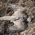 Remains of János, a satellite tracked adult male Saker killed by electrocution in 2010 (Photo: János Bagyura)