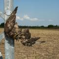 Sepsana’s carcass on the pylon in the Czech Republic, August 2011 (Photo: Jozef Chavko)