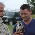 Madár (Birdy) released recovered Saker Falcon