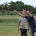 Мадар (Birdy) пусна на свобода възстановен ловен сокол