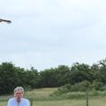 Madár (Birdy) released recovered Saker Falcon